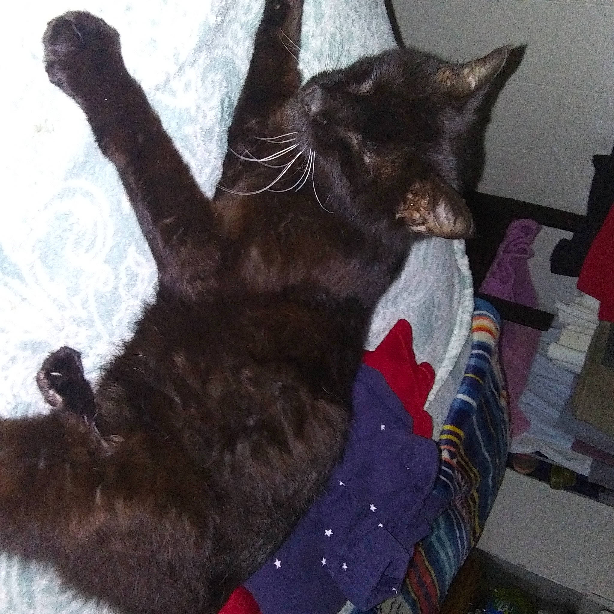 Precious is registered to the contest to win money with this photo: asian, black_cat, carnivore, cat, claw, domestic_short_haired_cat, felidae, fur, german_rex, korat, small_to_medium_sized_cats, tail, whiskers