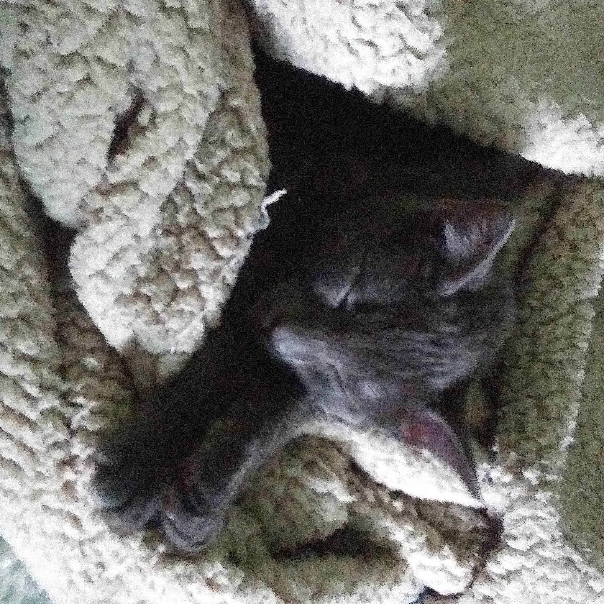 Baby Holloway joined the competition — help win amazing prizes! british_shorthair, carnivore, cat, chartreux, felidae, fur, german_rex, kitten, korat, russian_blue, small_to_medium_sized_cats, tail