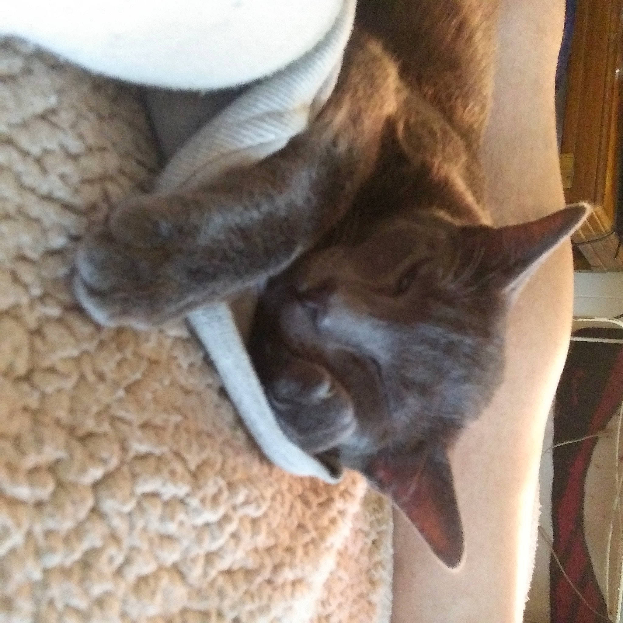 Baby Holloway joined the competition — help win amazing prizes! burmese, carnivore, cat, chartreux, fawn, felidae, korat, mammal, russian_blue, small_to_medium_sized_cats, tail, thai, tonkinese