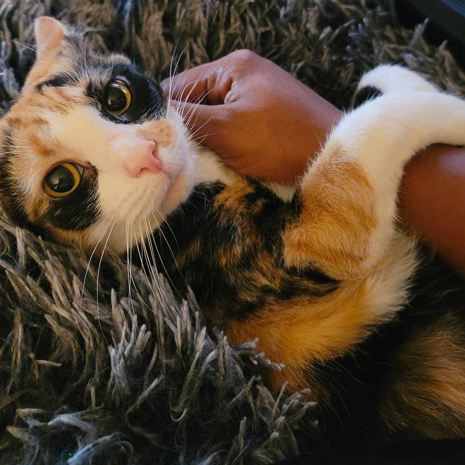Precious is registered to the contest to win money with this photo: animal, arm, calico, cat, close_up, companion, cozy, cuddling, curious, cute, domestic_cat, feline, fluffy_rug, fur, indoor, paw, pet, relaxing, resting, whiskers