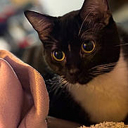 Nova Steele is registered to the contest to win money with this photo: cat, black_and_white, close_up, curious_eyes, whiskers, soft_fabric, pink_cloth, blanket, cozy, indoor, pet, feline, portrait, domestic_animal, fur, animal_face, cute, focused, shallow_depth_of_field, warm_lighting