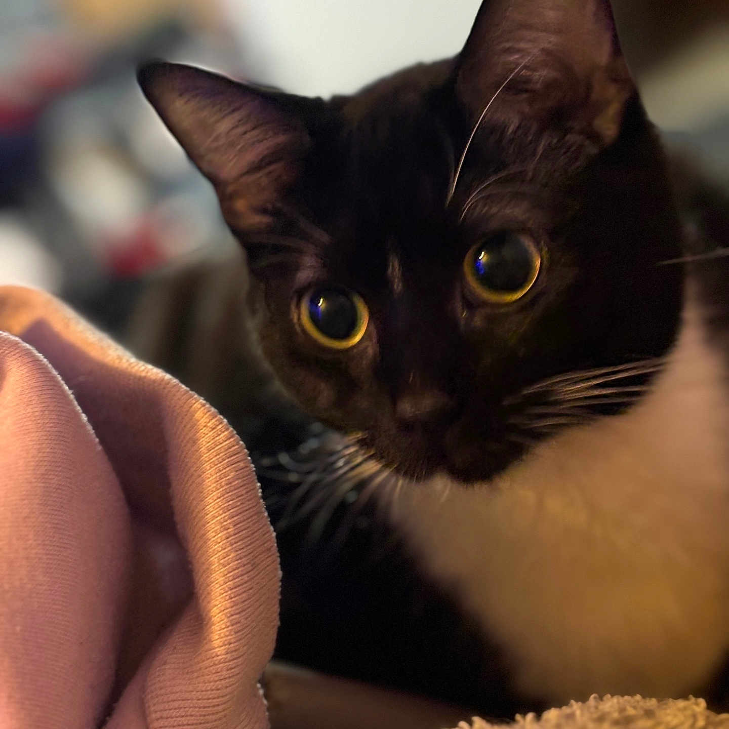 Nova Steele is registered to the contest to win money with this photo: animal_face, black_and_white, blanket, cat, close_up, cozy, curious_eyes, cute, domestic_animal, feline, focused, fur, indoor, pet, pink_cloth, portrait, shallow_depth_of_field, soft_fabric, warm_lighting, whiskers