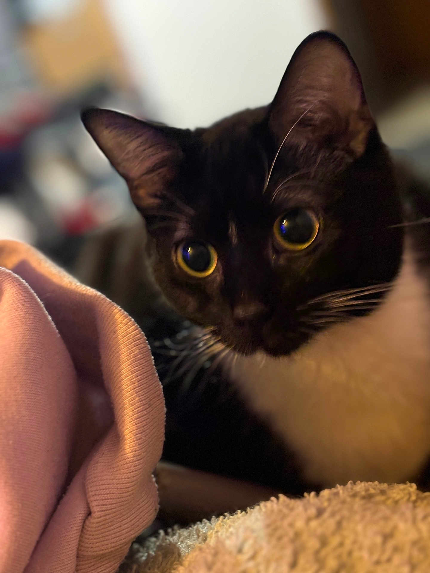 Nova Steele is registered to the contest to win money with this photo: cat, black_and_white, close_up, curious_eyes, whiskers, soft_fabric, pink_cloth, blanket, cozy, indoor, pet, feline, portrait, domestic_animal, fur, animal_face, cute, focused, shallow_depth_of_field, warm_lighting