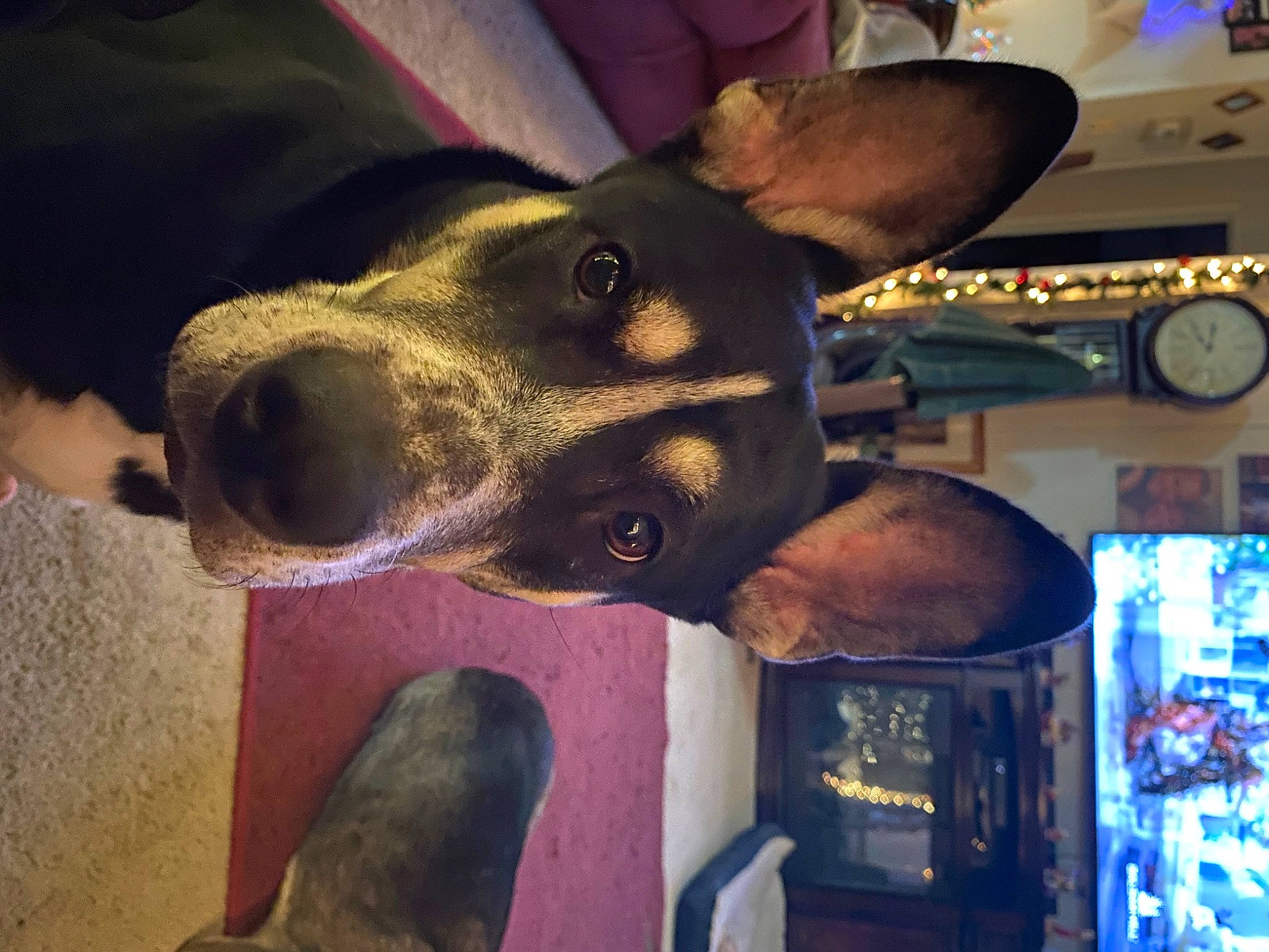 Bella Rose Strickland joined the competition — help win amazing prizes! canidae, carnivore, cloud, companion_dog, dog, dog_breed, ear, fashion_accessory, fawn, fur, jaw, metal, non_sporting_group, personal_protective_equipment, selfie, snout, sporting_group, square, whiskers, working_animal