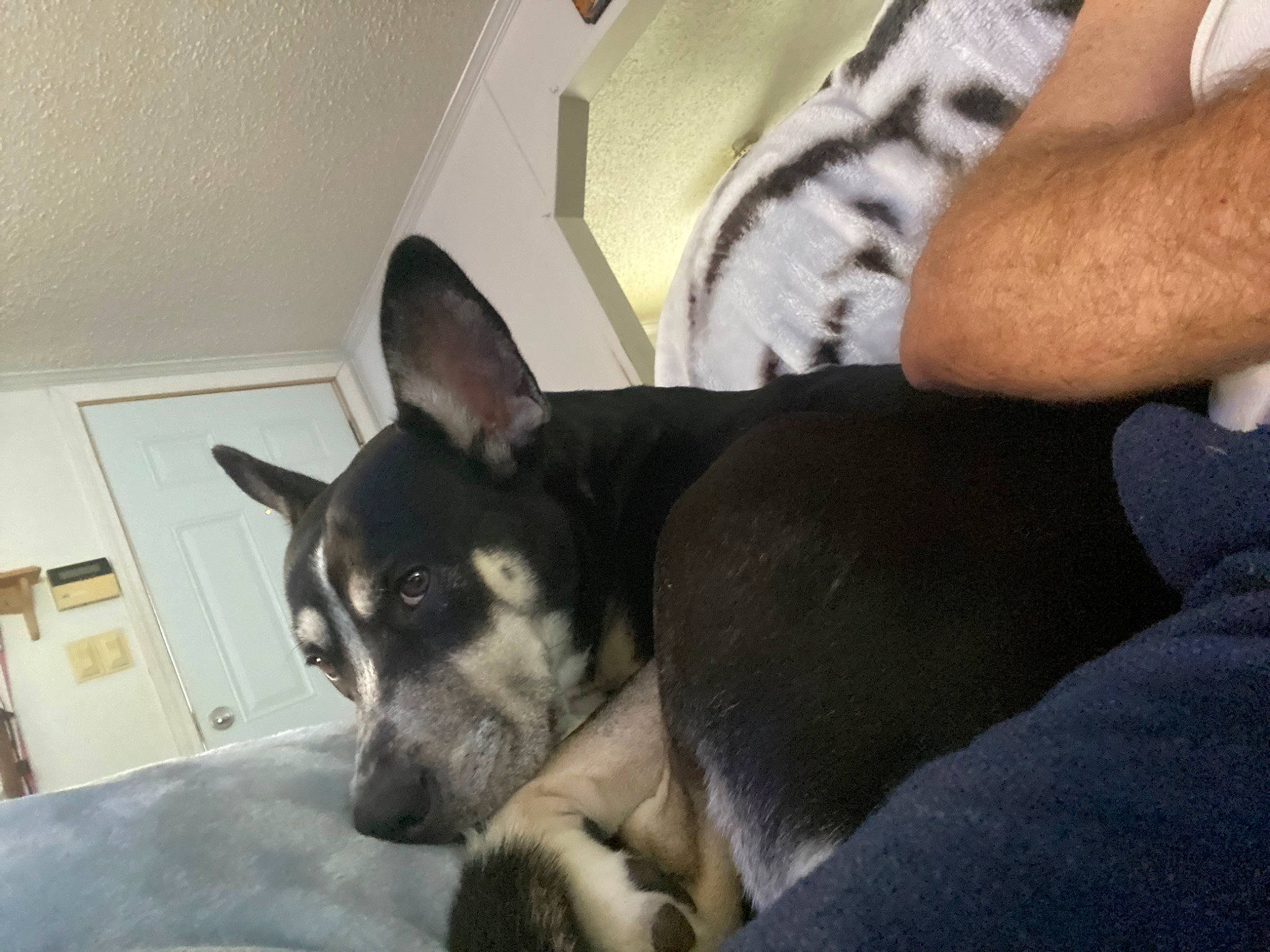 Bella Rose Strickland joined the competition — help win amazing prizes! carnivore, chihuahua, comfort, companion_dog, dog, dog_breed, door, ear, elbow, fur, non_sporting_group, sitting, toy_dog, whiskers, working_animal