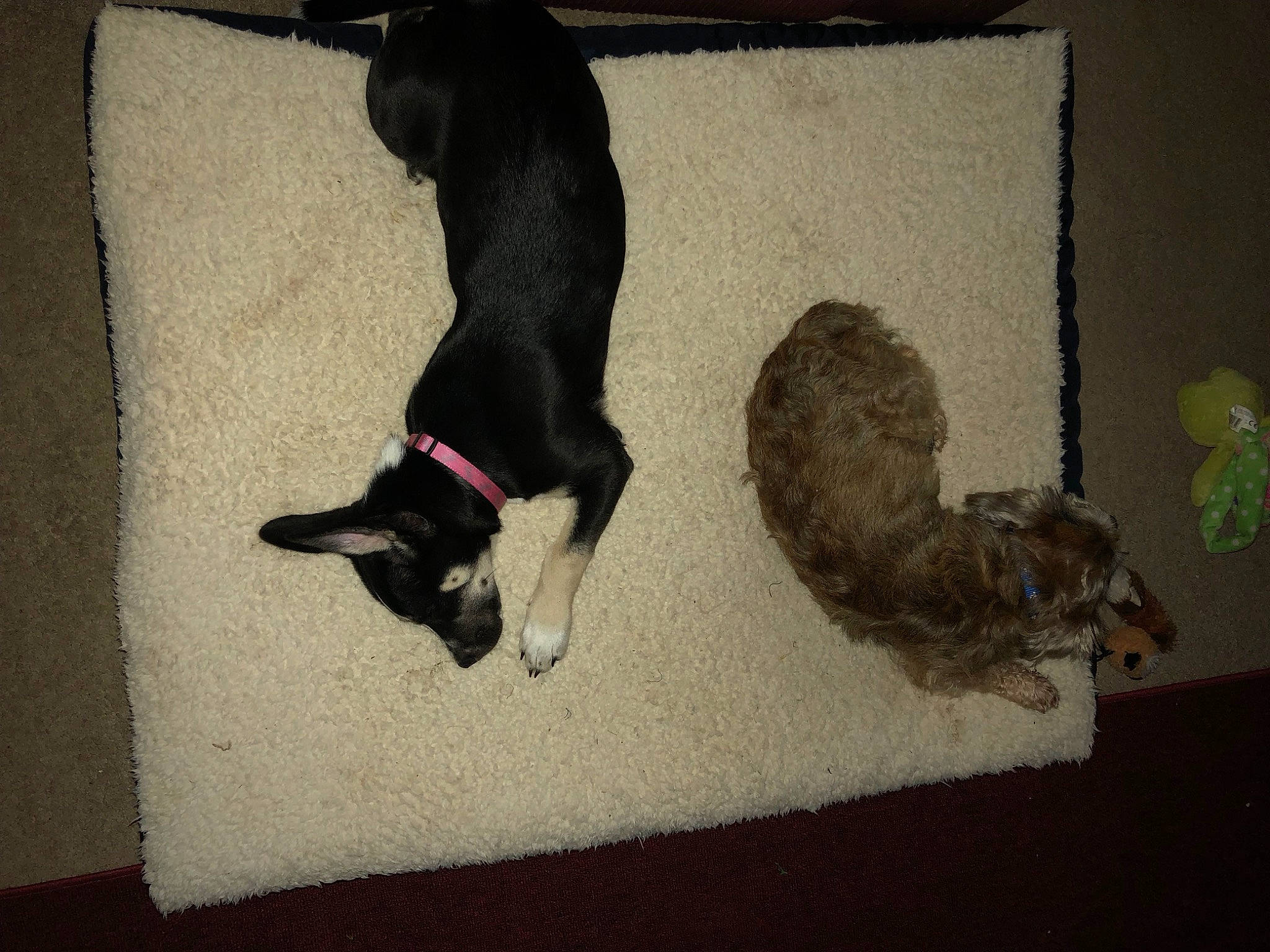 Bella Rose Strickland joined the competition — help win amazing prizes! canidae, carnivore, comfort, companion_dog, couch, dog_breed, fawn, felidae, floor, flooring, fur, grey, hardwood, pet_supply, small_to_medium_sized_cats, snout, sporting_group, tail, vertebrate, whiskers