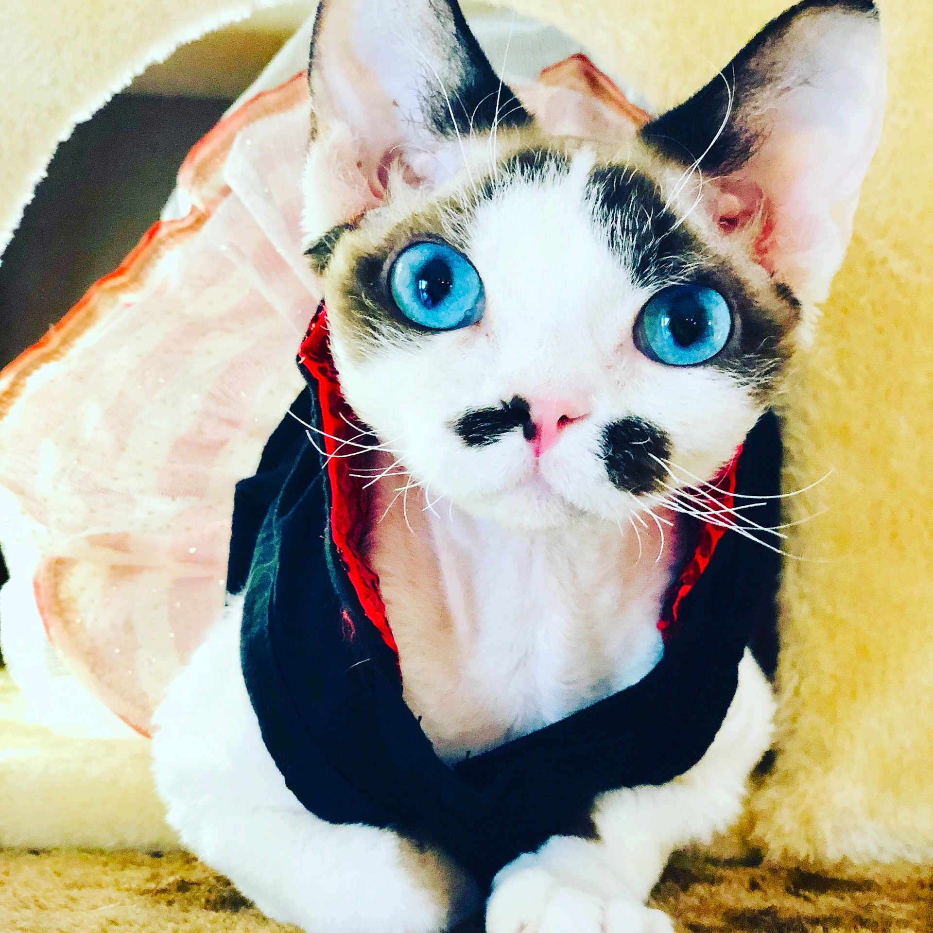 Yzma is registered to the contest to win money with this photo: american_wirehair, asian, carnivore, cat, devon_rex, ear, eye, fashion_accessory, felidae, fur, german_rex, hat, kitten, mammal, paw, rex_cat, small_to_medium_sized_cats, snout, tail, whiskers