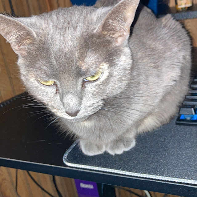 Pizza Guy is registered to the contest to win money with this photo: animal, box, cables, cat, closeup, clutter, computer_keyboard, container, desk, electronics, feline, gray_cat, household, indoor, indoor_lighting, mousepad, pet, resting, unimpressed, wood_paneling