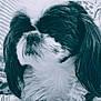 Bandit Jack Ferro is registered to the contest to win money with this photo: affenpinscher, animal, art, canine, cockerspaniel, dog, drawing, face, head, papillon, person, pet, photography, poodle, portrait, puppy, sleeping, snout, terrier, whitedog