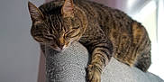 Luna is registered to the contest to win money with this photo: cat, tabby, sleeping, nap, pet, indoor, sofa, couch, paw, whiskers, fur, cozy, relaxed, home_interior, close_up, portrait, upholstery, sunlight, window, resting