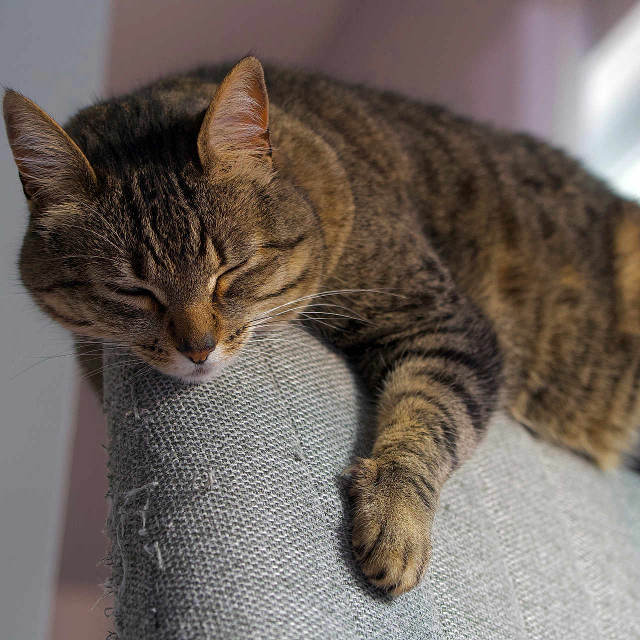 Luna is registered to the contest to win money with this photo: cat, close_up, couch, cozy, fur, home_interior, indoor, nap, paw, pet, portrait, relaxed, resting, sleeping, sofa, sunlight, tabby, upholstery, whiskers, window