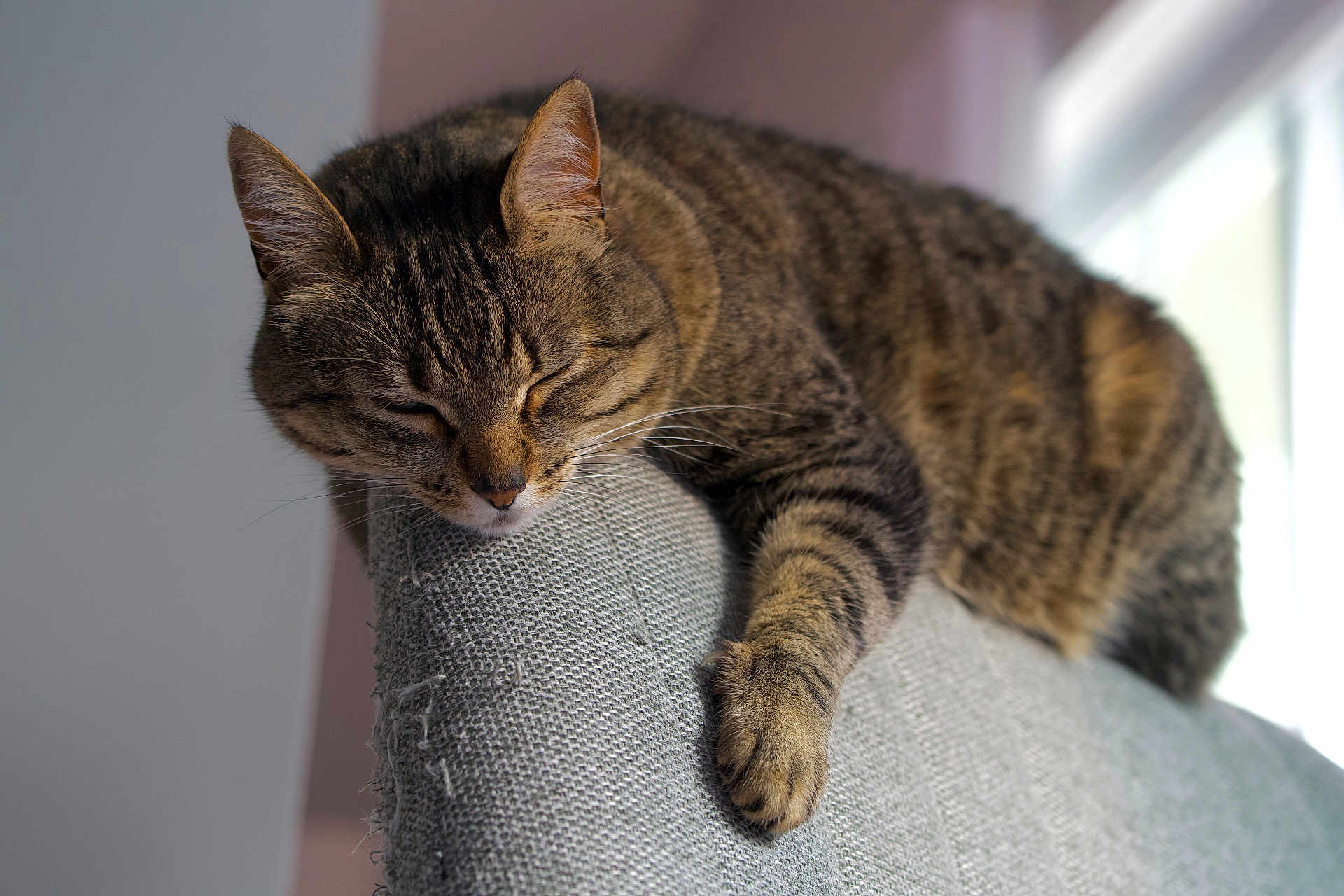 Luna is registered to the contest to win money with this photo: cat, tabby, sleeping, nap, pet, indoor, sofa, couch, paw, whiskers, fur, cozy, relaxed, home_interior, close_up, portrait, upholstery, sunlight, window, resting