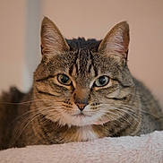 Luna is registered to the contest to win money with this photo: cat, tabby_cat, whiskers, close_up, portrait, ears, green_eyes, indoor, pet, feline, fur, sitting, blanket, cozy, looking_at_camera, shallow_depth_of_field, soft_bokeh, nose, domestic_cat, collar