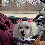 Farrah is registered to the contest to win money with this photo: dog, white_dog, pink_bows, small_dog, pet, car_interior, person, maroon_jacket, winter, trees, driving, steering_wheel, window, seat, hands, cute, fluffy, silver_outfit, road, blurred_background