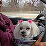 dog, white_dog, pink_bows, small_dog, pet, car_interior, person, maroon_jacket, winter, trees, driving, steering_wheel, window, seat, hands, cute, fluffy, silver_outfit, road, blurred_background