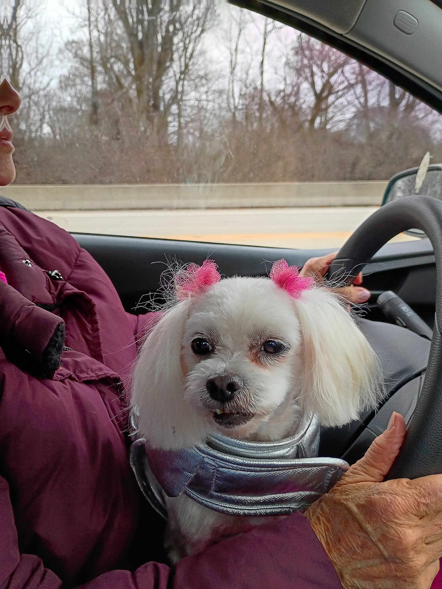 Farrah is registered to the contest to win money with this photo: dog, white_dog, pink_bows, small_dog, pet, car_interior, person, maroon_jacket, winter, trees, driving, steering_wheel, window, seat, hands, cute, fluffy, silver_outfit, road, blurred_background