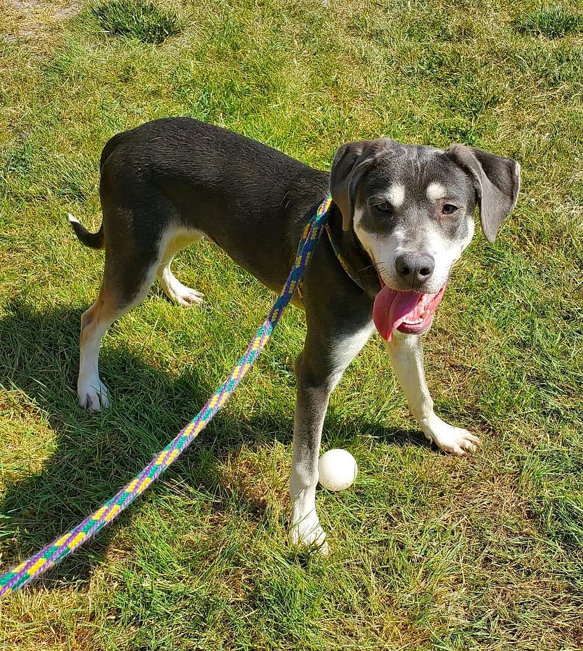 Bane is registered to the contest to win money with this photo: canidae, carnivore, collar, companion_dog, dog, dog_breed, dog_collar, dog_supply, garden_hose, grass, hose, leash, paw, pet_supply, plant, snout, sporting_group, tail, working_animal, working_dog