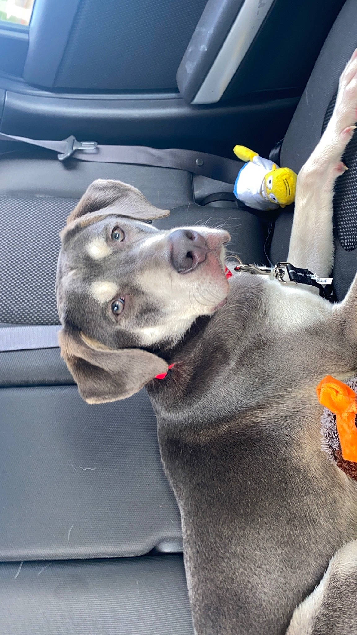 Bane joined the competition — help win amazing prizes! auto_part, automotive_design, automotive_exterior, automotive_lighting, automotive_tire, bumper, canidae, car, carnivore, collar, dog, dog_breed, hood, motor_vehicle, snout, sporting_group, steering_wheel, vehicle, vehicle_door, working_animal