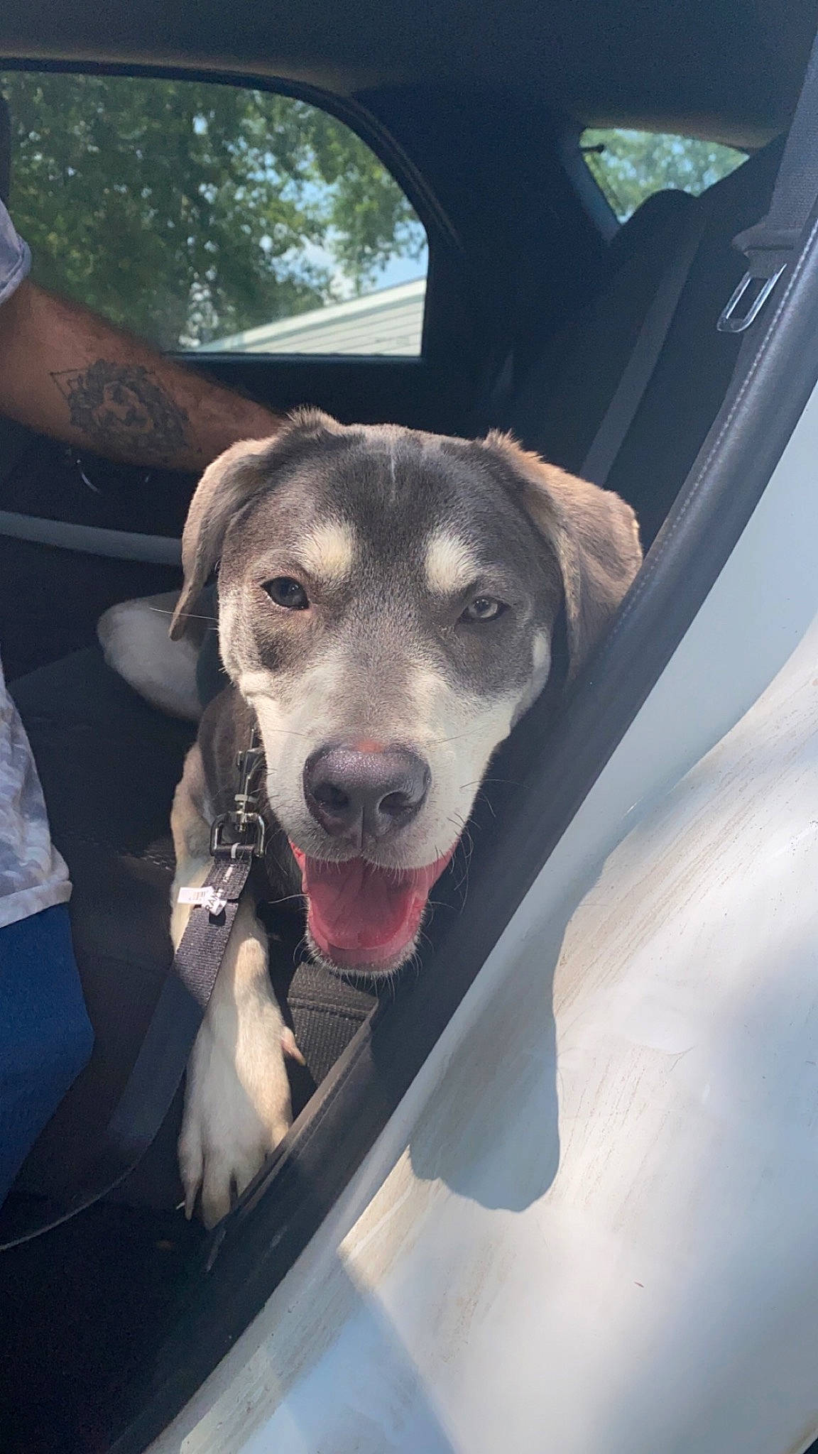 Bane is registered to the contest to win money with this photo: automotive_exterior, automotive_lighting, bumper, carnivore, collar, companion_dog, dog, dog_breed, dog_collar, eyewear, fawn, jaw, metal, motor_vehicle, snout, sporting_group, vehicle, vehicle_door, whiskers, working_animal