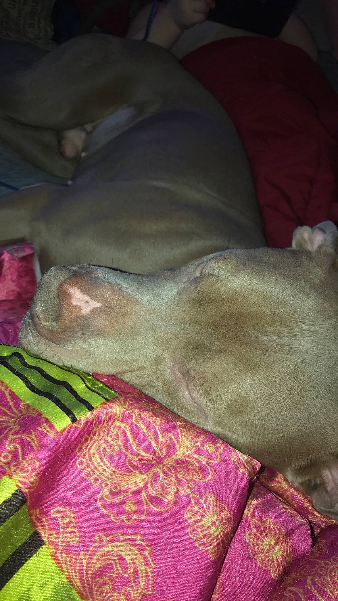 Tank joined the competition — help win amazing prizes! canidae, carnivore, dog_breed, fawn, italian_greyhound, sporting_group, weimaraner