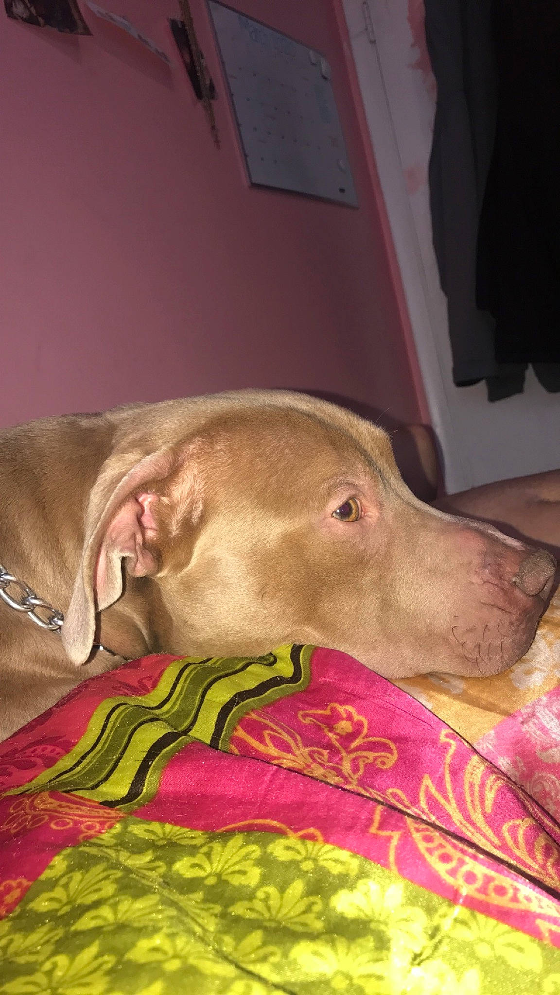 Tank is registered to the contest to win money with this photo: azawakh, canidae, carnivore, dog, dog_breed, fawn, galgo_espanol, lurcher, mammal, pharaoh_hound, pointing_breed, snout, sporting_group, vizsla, weimaraner