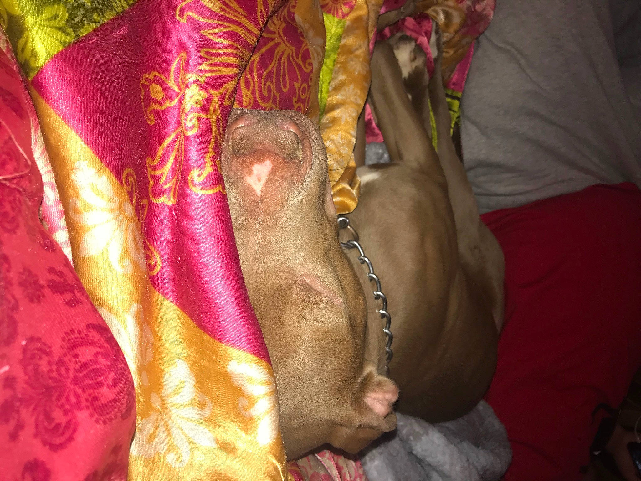 Tank joined the competition — help win amazing prizes! fawn, pink