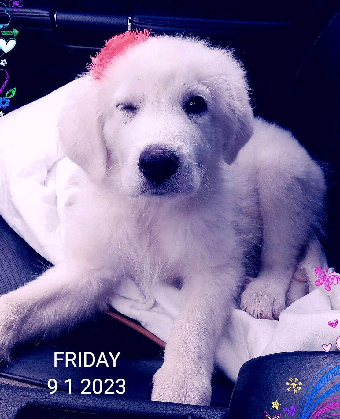 Anonymous joined the competition — help win amazing prizes! canidae, carnivore, companion_dog, dog, dog_breed, font, fur, happy, magenta, non_sporting_group, photo_caption, snout, sporting_group, working_animal