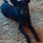 Bruiser is registered to the contest to win money with this photo: alert, animal, black_dog, canine, carpet, companion, curious, cute, dog, domestic_animal, ears, floor, fur, indoor, looking_up, lying_down, pet, portrait, resting, small_dog