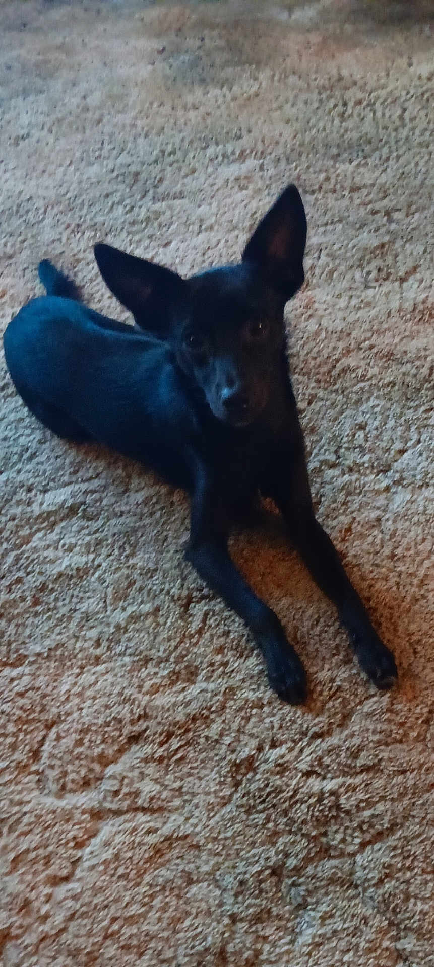 Bruiser