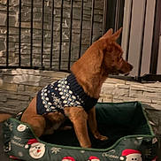 Milou participe au concours pour gagner de l'argent avec cette photo : dog, sweater, christmas, holiday, pet_bed, indoors, brown_dog, festive, winter_clothing, stone_wall, iron_gate, side_view, alert, cute, animal, companion, warm, decor, bed, seated