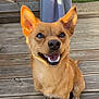 Milou participe au concours pour gagner de l'argent avec cette photo : dog, pet, canine, smiling, ears, wooden_deck, outdoor, sunlight, animal, brown_fur, happy, small_dog, portrait, sitting, paw, nose, tongue, domestic_animal, friendly, cute