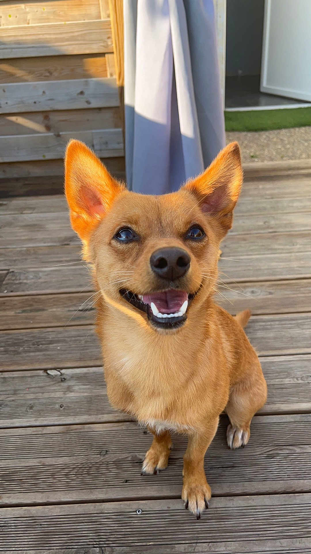 Milou participe au concours pour gagner de l'argent avec cette photo : dog, pet, canine, smiling, ears, wooden_deck, outdoor, sunlight, animal, brown_fur, happy, small_dog, portrait, sitting, paw, nose, tongue, domestic_animal, friendly, cute