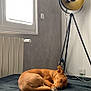 Milou a rejoint le concours — aidez-le/la à gagner de superbes lots ! dog, sleeping, brown_dog, indoor, lamp, tripod_lamp, window, radiator, resting, cozy, quiet, modern, floor, curled_up, pet, furniture, wall, light, cords, calm