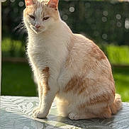Furby a rejoint le concours — aidez-le/la à gagner de superbes lots ! cat, feline, cream_color, orange_color, sitting, table, tablecloth, leaf_pattern, outdoor, garden, sunlight, shadow, pet, animal, fur, whiskers, ears, relaxed, domestic_cat, nature