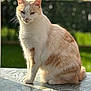 cat, feline, cream_color, orange_color, sitting, table, tablecloth, leaf_pattern, outdoor, garden, sunlight, shadow, pet, animal, fur, whiskers, ears, relaxed, domestic_cat, nature