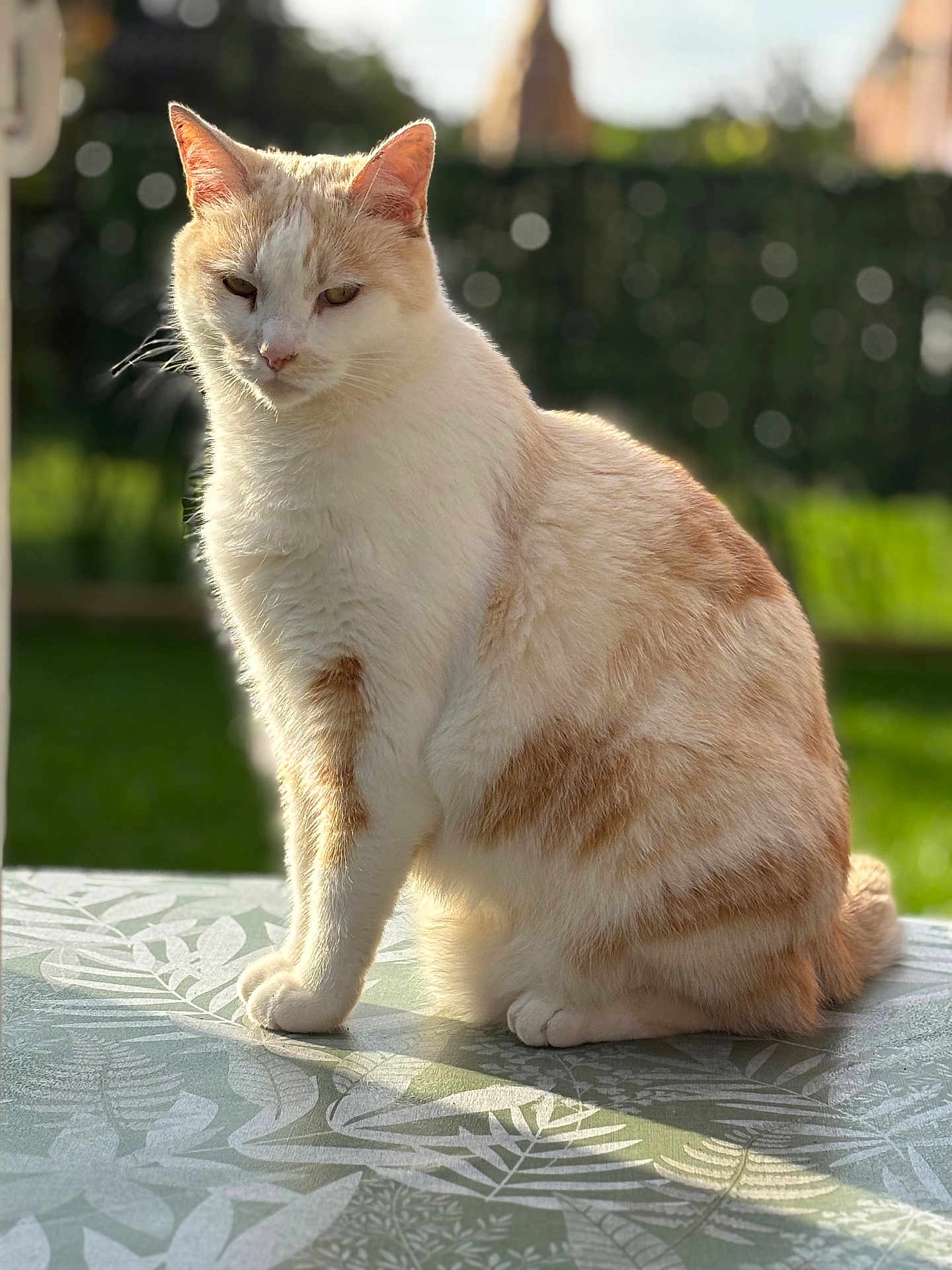 Furby a rejoint le concours — aidez-le/la à gagner de superbes lots ! cat, feline, cream_color, orange_color, sitting, table, tablecloth, leaf_pattern, outdoor, garden, sunlight, shadow, pet, animal, fur, whiskers, ears, relaxed, domestic_cat, nature
