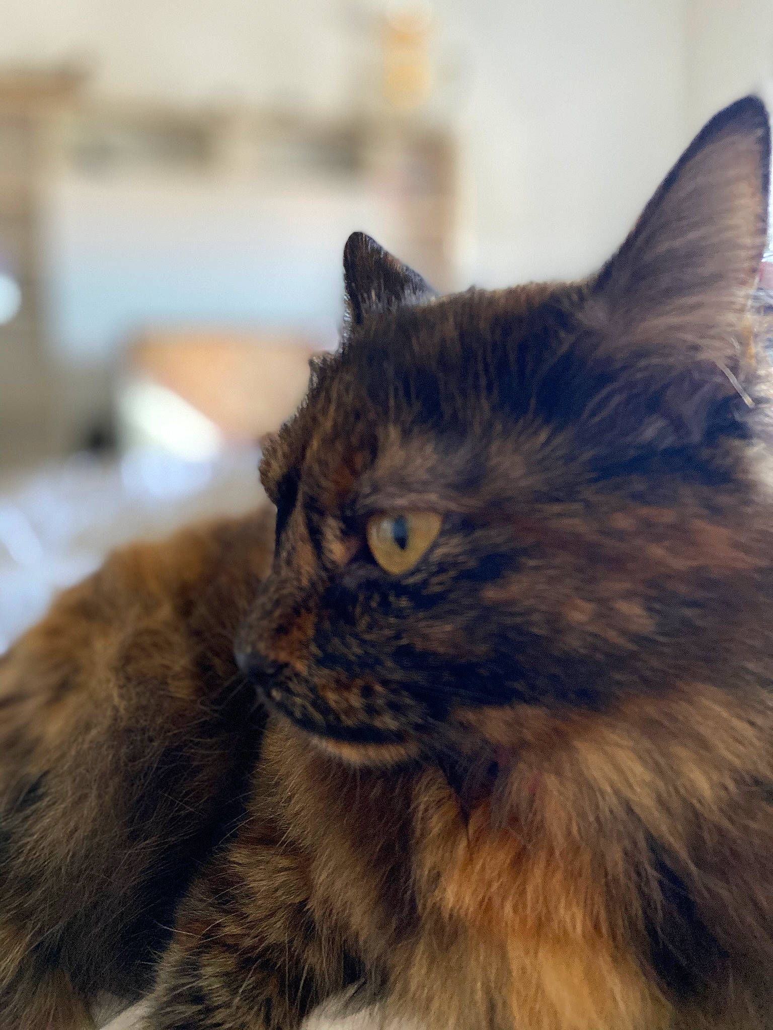 Oggy a rejoint le concours — aidez-le/la à gagner de superbes lots ! british_longhair, carnivore, cat, comfort, domestic_short_haired_cat, felidae, fur, paw, sky, small_to_medium_sized_cats, snout, tail, terrestrial_animal, whiskers