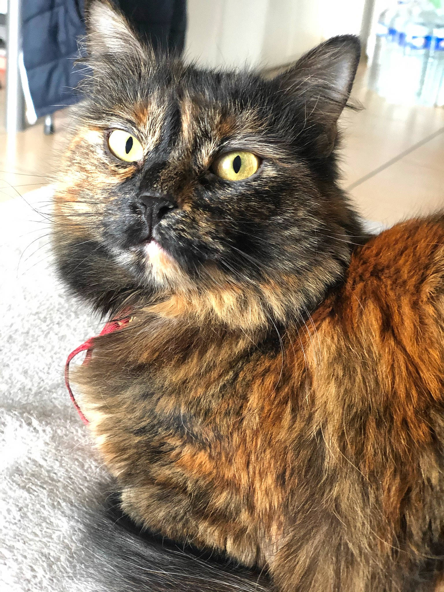 Oggy a rejoint le concours — aidez-le/la à gagner de superbes lots ! box, carnivore, cat, claw, domestic_short_haired_cat, ear, felidae, fur, iris, small_to_medium_sized_cats, snout, terrestrial_animal, whiskers