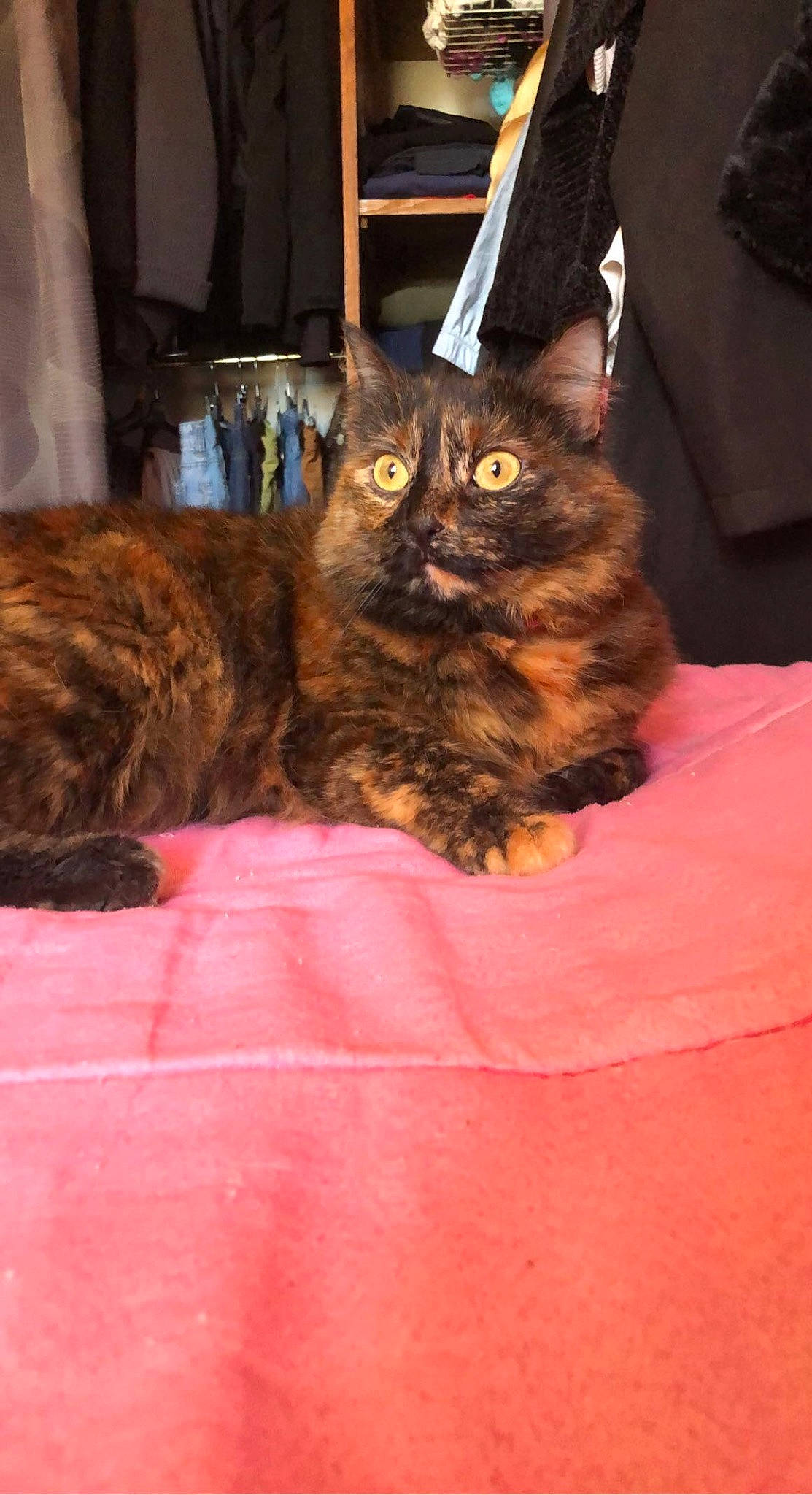 Oggy a rejoint le concours — aidez-le/la à gagner de superbes lots ! bag, black_cat, brown, carnivore, cat, chair, claw, comfort, domestic_short_haired_cat, felidae, fur, luggage_and_bags, sitting, small_to_medium_sized_cats, tail, terrestrial_animal, whiskers, window