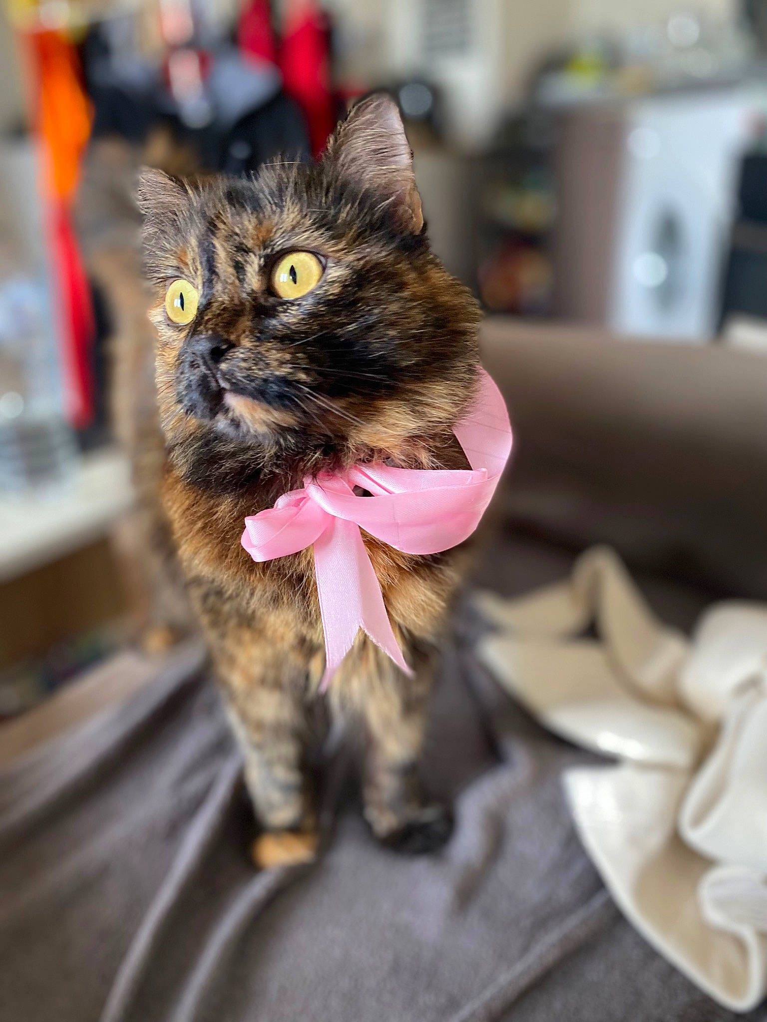 Oggy participe au concours pour gagner de l'argent avec cette photo : carnivore, cat, claw, domestic_short_haired_cat, eye, felidae, fur, paw, plant, sitting, small_to_medium_sized_cats, snout, whiskers