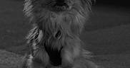Spike a rejoint le concours — aidez-le/la à gagner de superbes lots ! alone, animal, black_and_white, canine, chihuahua, cute, dog, ears, fur, muzzle, night, outdoor, pet, portrait, quiet, shadow, sitting, small_dog, still, stone
