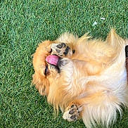 Spike a rejoint le concours — aidez-le/la à gagner de superbes lots ! animal, canine, cute, dog, fluffy, fur, golden, grass, happy, lying_down, nature, outdoor, paw, paw_up, pet, playful, relaxed, summer, tongue, tongue_out