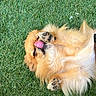 animal, canine, cute, dog, fluffy, fur, golden, grass, happy, lying_down, nature, outdoor, paw, paw_up, pet, playful, relaxed, summer, tongue, tongue_out