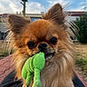 Spike a rejoint le concours — aidez-le/la à gagner de superbes lots ! animal, brown_fur, closeup, cute, daytime, dog, ears, expression, face, fluffy, grass, green_toy, house, nature, outdoor, pet, playful, portrait, small_dog, toy