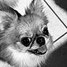 Spike a rejoint le concours — aidez-le/la à gagner de superbes lots ! animal, black_and_white, chihuahua, close_up, companion, cute, dog, domestic_animal, ears, face, fluffy, fur, happy, indoor, looking_up, pet, portrait, small_dog, tile_floor, tongue_out