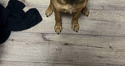 Era a rejoint le concours — aidez-le/la à gagner de superbes lots ! dog, brown_dog, wooden_floor, indoor, pet, looking_up, ears_up, black_clothing, flooring, casual, animal, canine, domestic_animal, young_dog, sitting, curious, attention, phone_screenshot, camera_interface, portrait