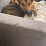 Era a rejoint le concours — aidez-le/la à gagner de superbes lots ! dog, cat, couch, pet, indoor, resting, cozy, fur, animal, companionship, relaxation, closeup, friendship, brown_dog, tabby_cat, living_room, soft_light, comfort, snuggle, calm