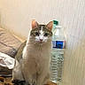 Taz participe au concours pour gagner de l'argent avec cette photo : cat, animal, pet, feline, indoor, water_bottle, cushion, wall, curious, sitting, fur, whiskers, ears, eyes, tail, domestic, household, resting, looking, cozy