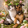 cat, dog, easter, spring, flowers, daisies, grass, eggs, basket, plush_toy, bow, cute, animal, pet, greenery, wooden_background, festive, close_up, adorable, nature