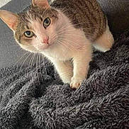 Taz participe au concours pour gagner de l'argent avec cette photo : cat, tabby_cat, white_cat, pet, animal, indoor, couch, blanket, furniture, cozy, curious, looking_at_camera, whiskers, ears, paws, fur, domestic_cat, relaxed, home, soft_texture
